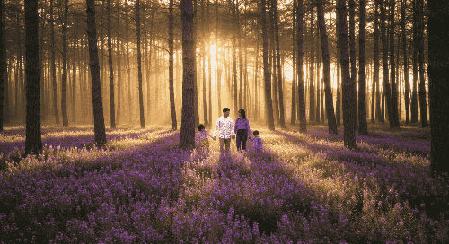 2025 서천 맥문동 꽃축제 일정·라인업·개화현황 총정리