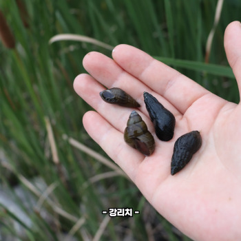 다슬기란