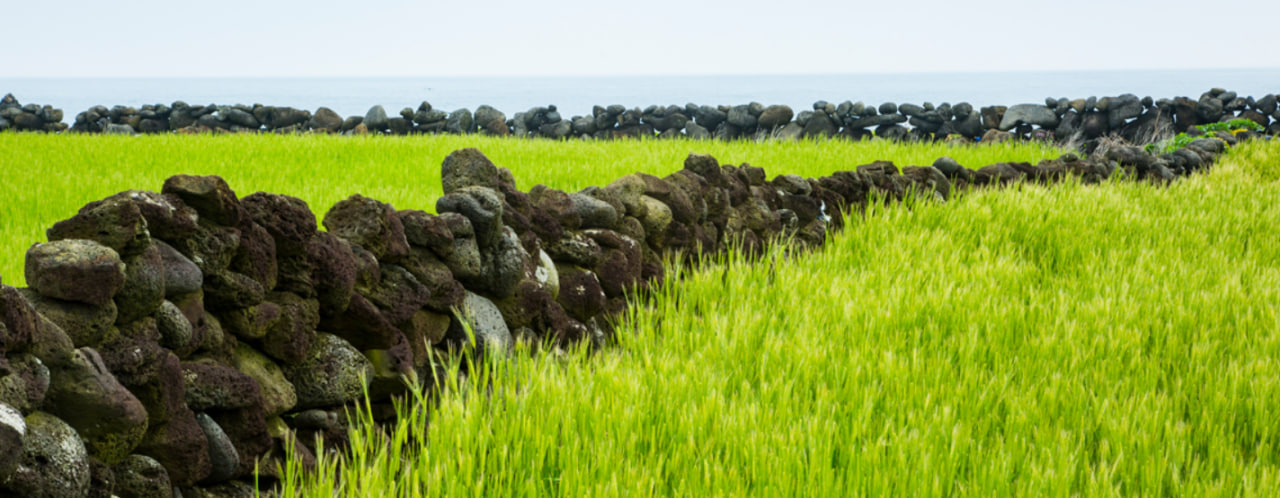 제주도 서귀포시 가파도 청보리 축제