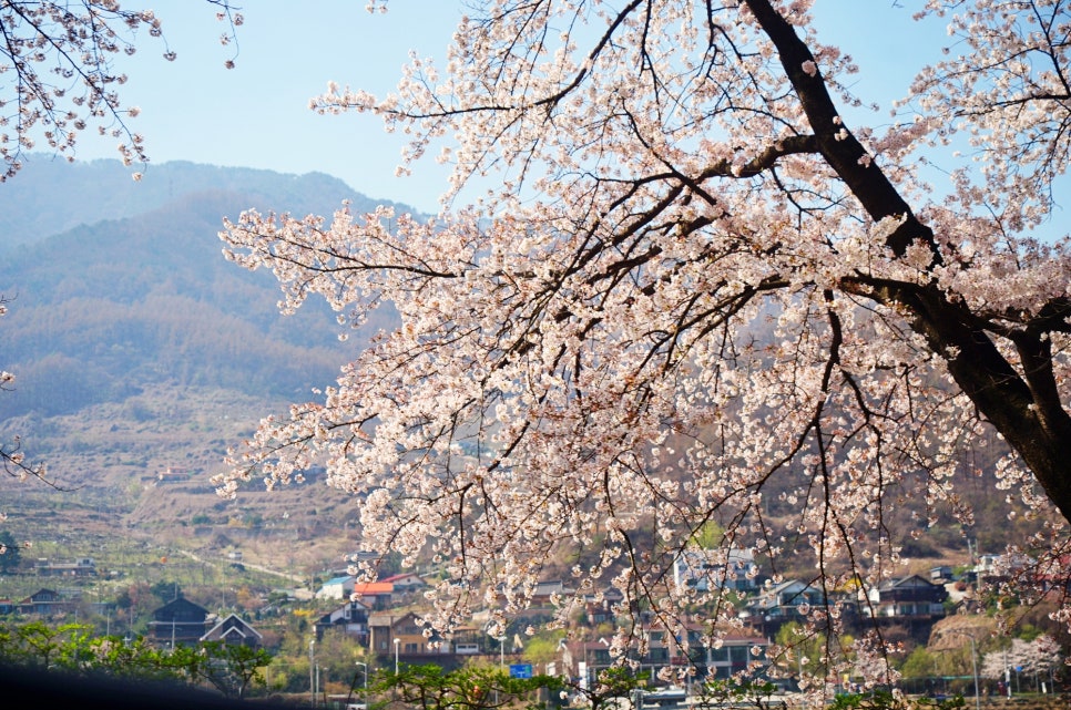 벚꽃명소