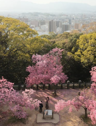 2025년 서울 벚꽃개화시기 예측(+서울 벚꽃 명소추천)