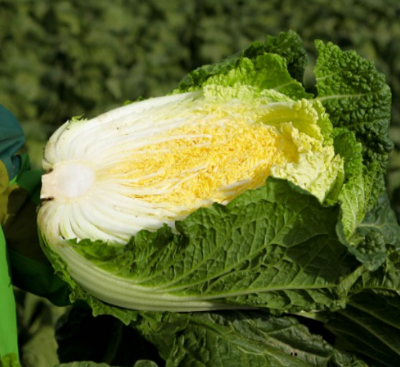 김장 절임배추 20kg