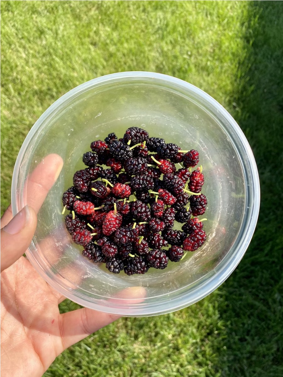 오디 효능과 부작용 먹는 방법 수확시기