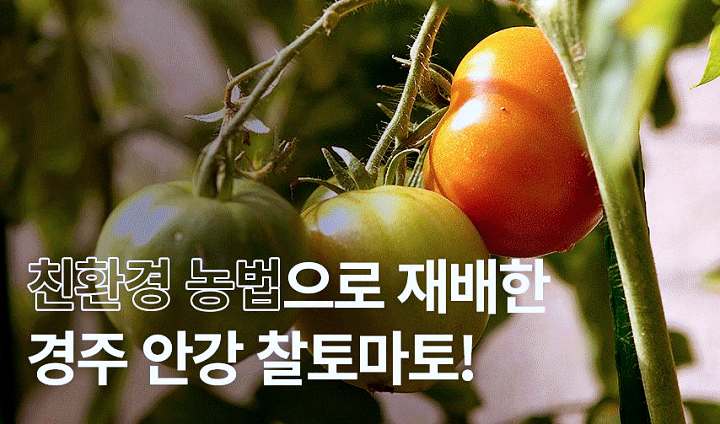 6시내고향 경북 경주 아삭 달달한 찰 토마토 파는 곳 전국 택배 온라인 전화 주문 추천