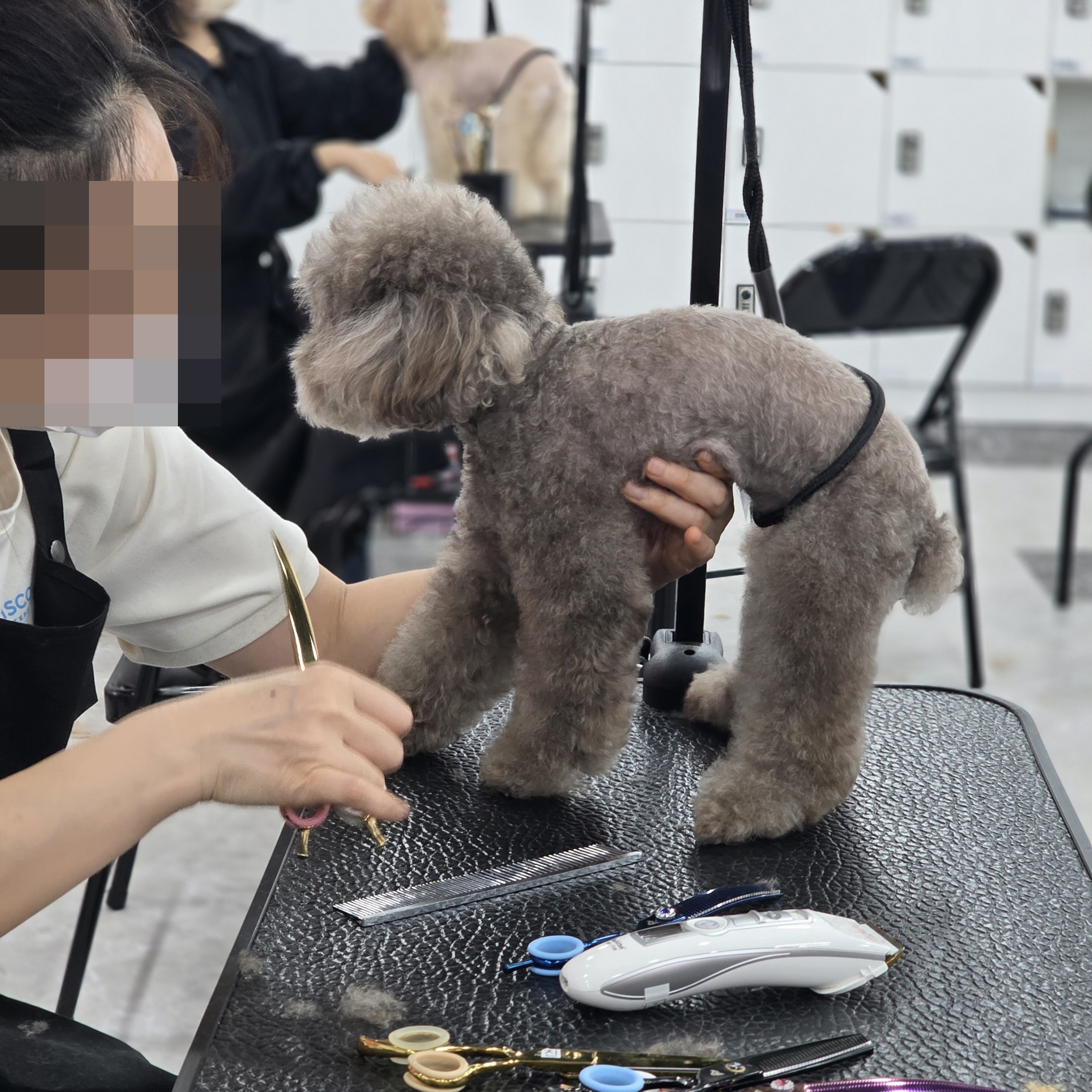 서면강아지미용학원