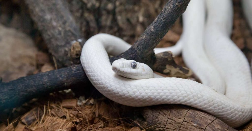 뱀 나오는 꿈 해몽 총정리 - 상황별 의미 &amp; 길몽 vs 흉몽 구분법