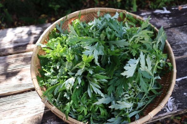 쑥은 어떤 식물인가요?