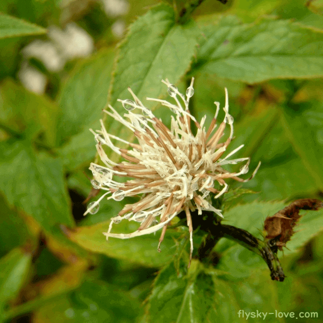 약재로 쓰이는 산야초 삽주
