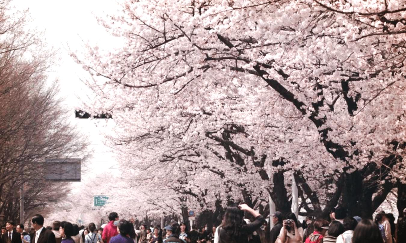 서울 여의도 윤중로 벚꽃