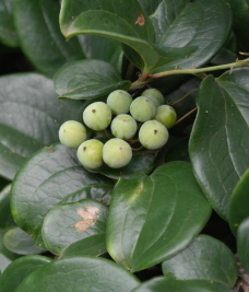 청미래덩굴 열매1