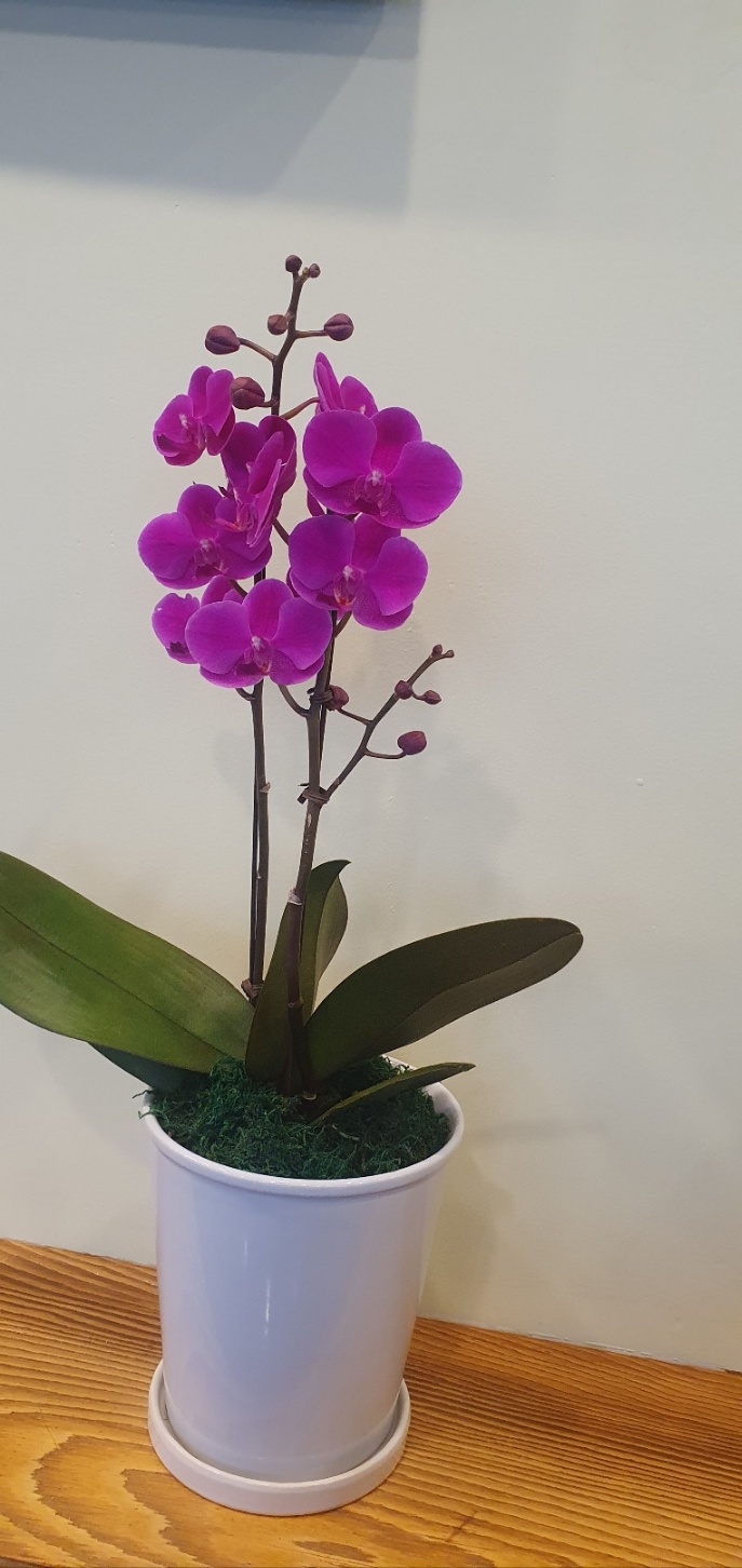 진해군항제 숙소 추천(가성비.위치.예약 꿀팁 총정리)