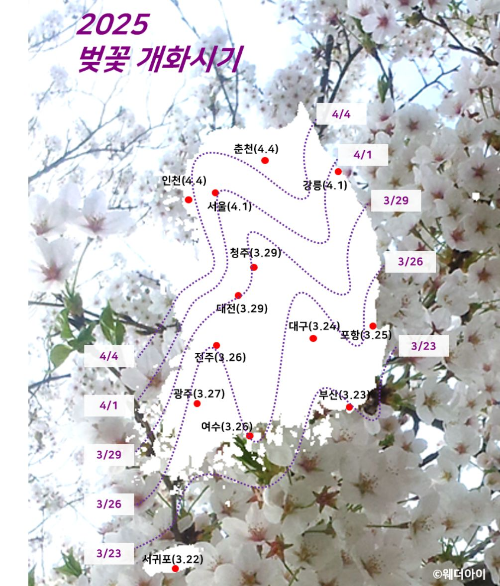 벚꽃개화시기