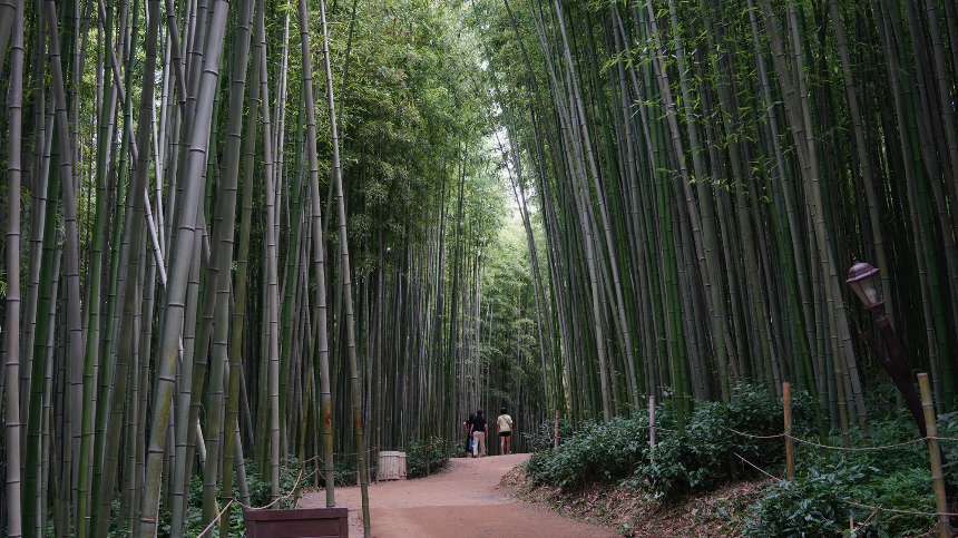 2025년 4월 국내 여행지 추천! 봄꽃과 함께 떠나는 최고의 여행지