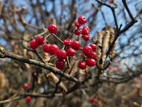 덜꿩나무 붉은열매