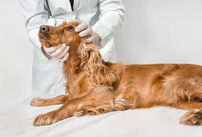 눈이 붓거나 피가 나는 개의 눈 질환.