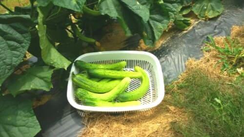 오이-수확시기-첫수확