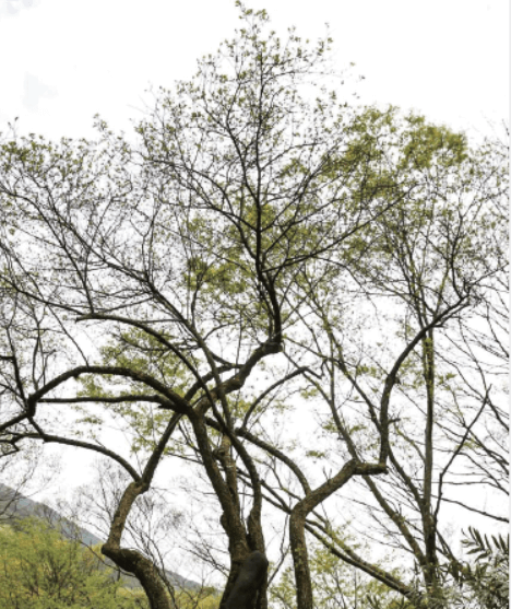 구례 화엄사 매화