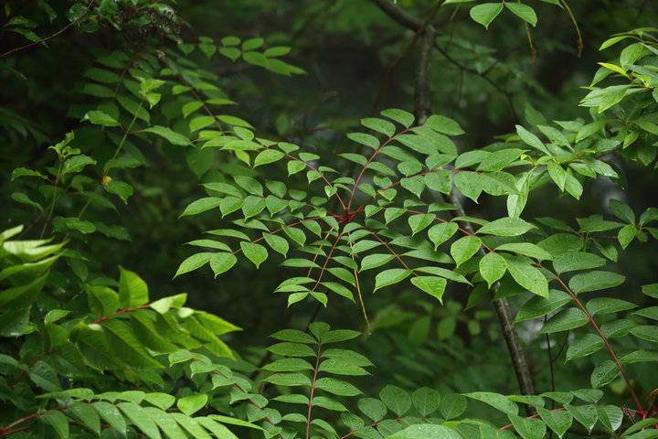 옻의 효능, 부작용 및 사용법 알아보기