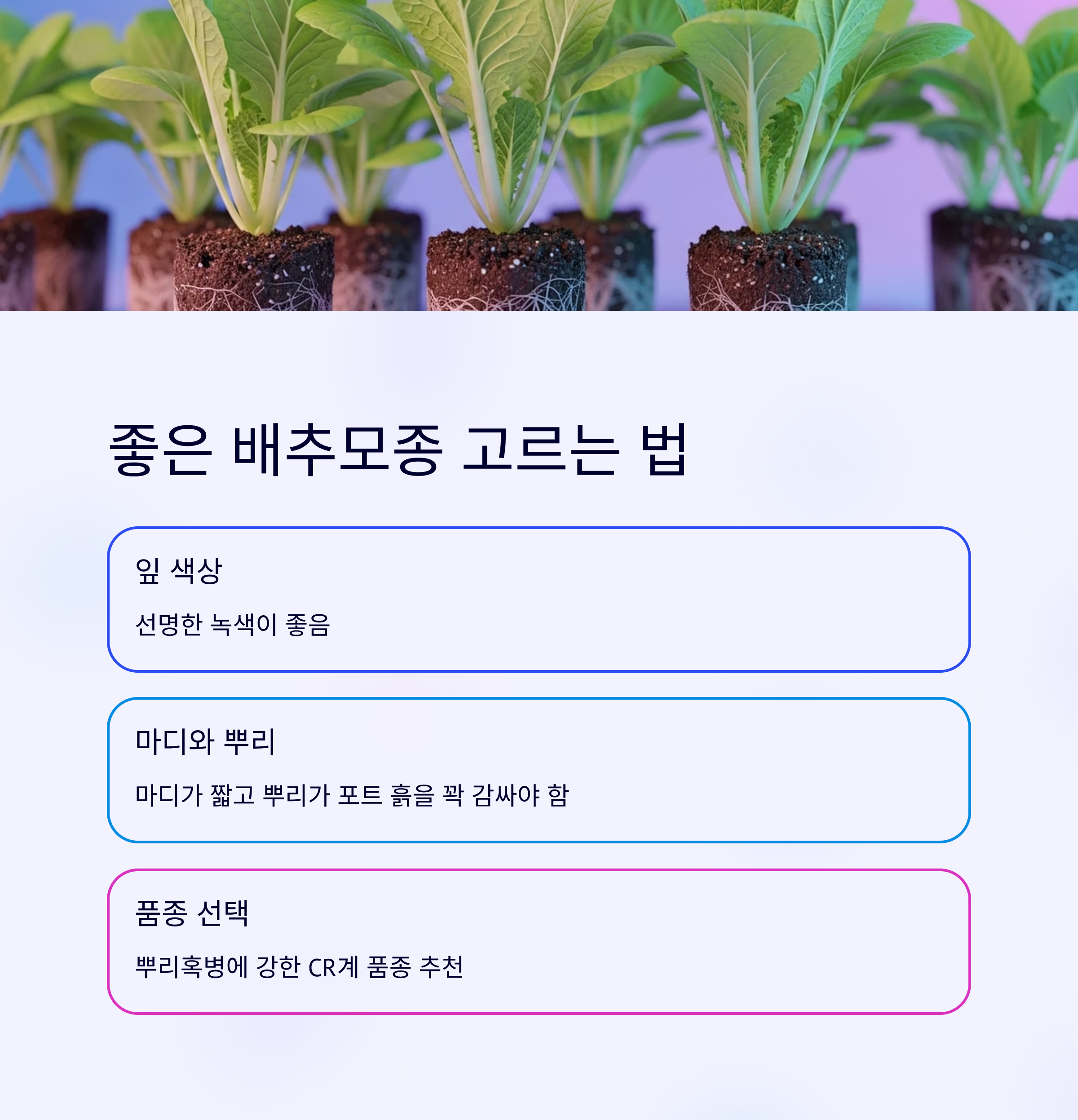 배추모종 심는 타이밍 5