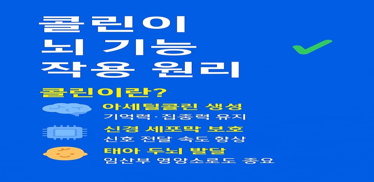 “콜린의 뇌 기능 작용 원리를 정리한 인포그래픽 이미지”