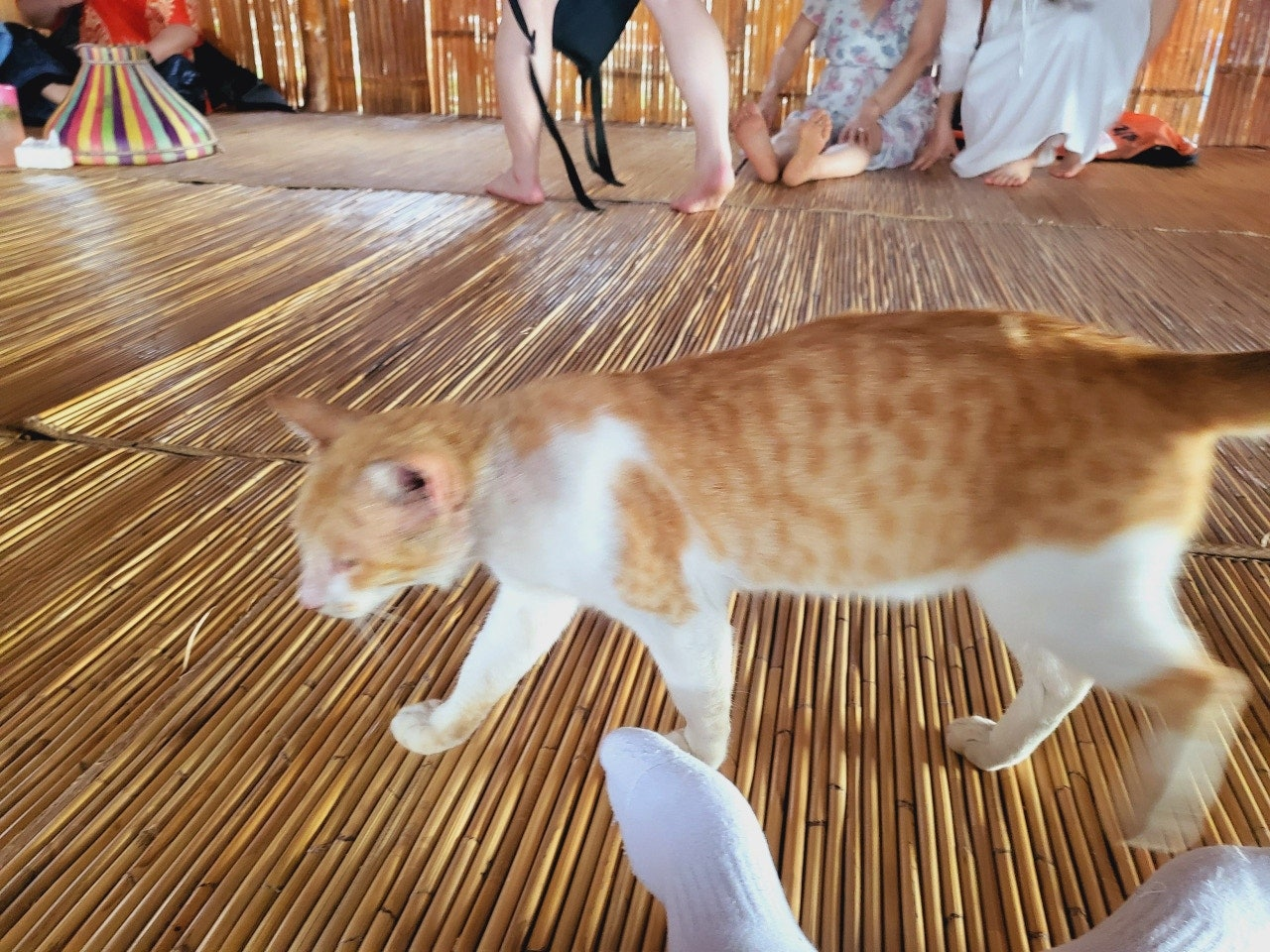 코타키나발루반딧불투어 위치 섬투어 자유여행