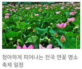 연꽃4