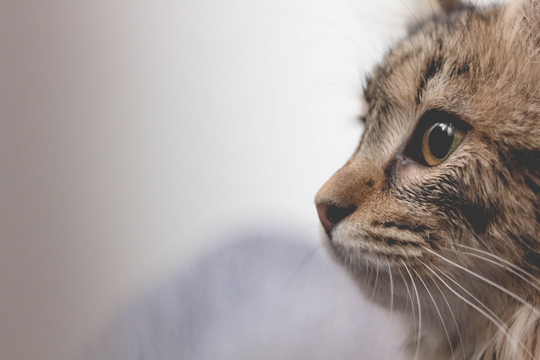 Whiskers