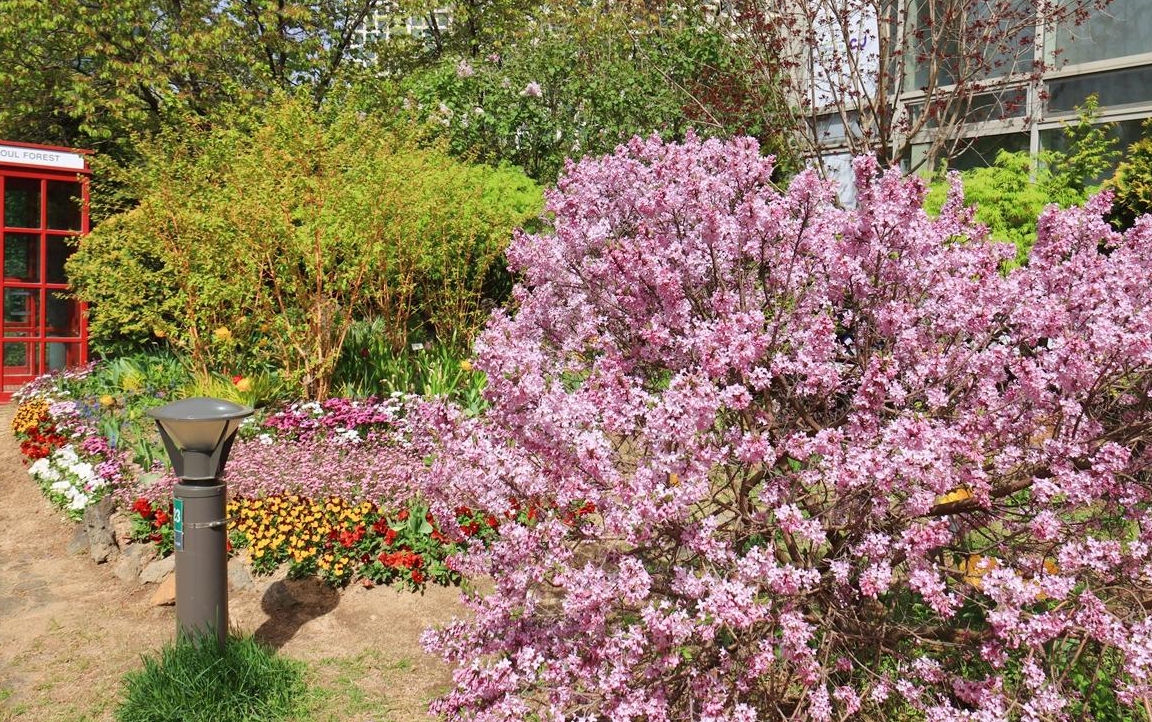 서울숲 튤립 축제