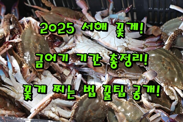 2025 서해 꽃게 금어기 기간 총정리 + 꽃게 찌는 법 꿀팁 공개