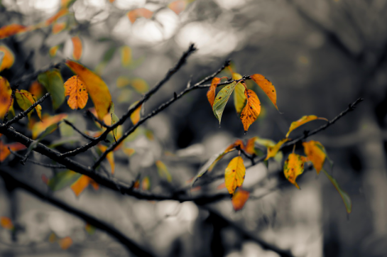 가을 나무 모습