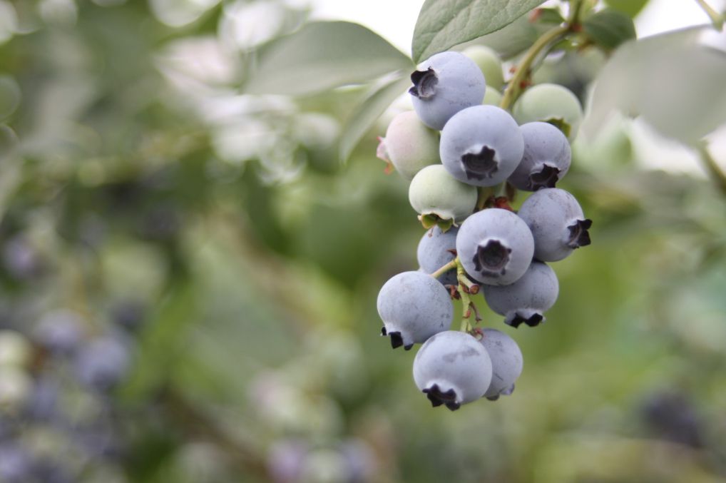 뜰안에블루베리농원