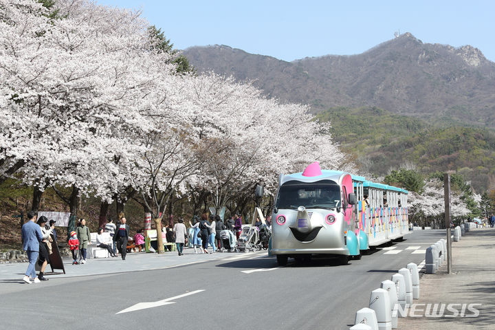 서울대공원 벚꽃