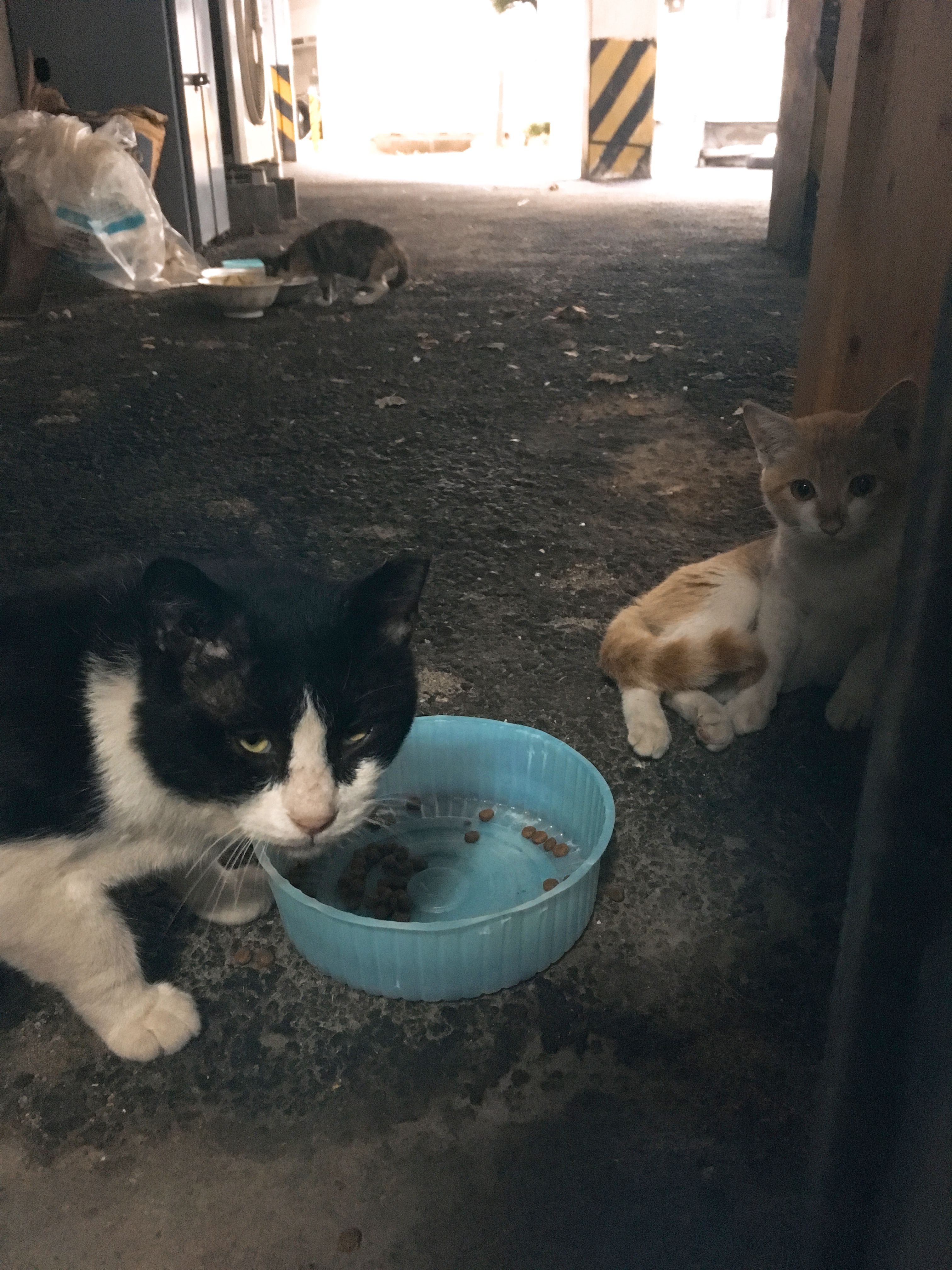 유기동물보호소