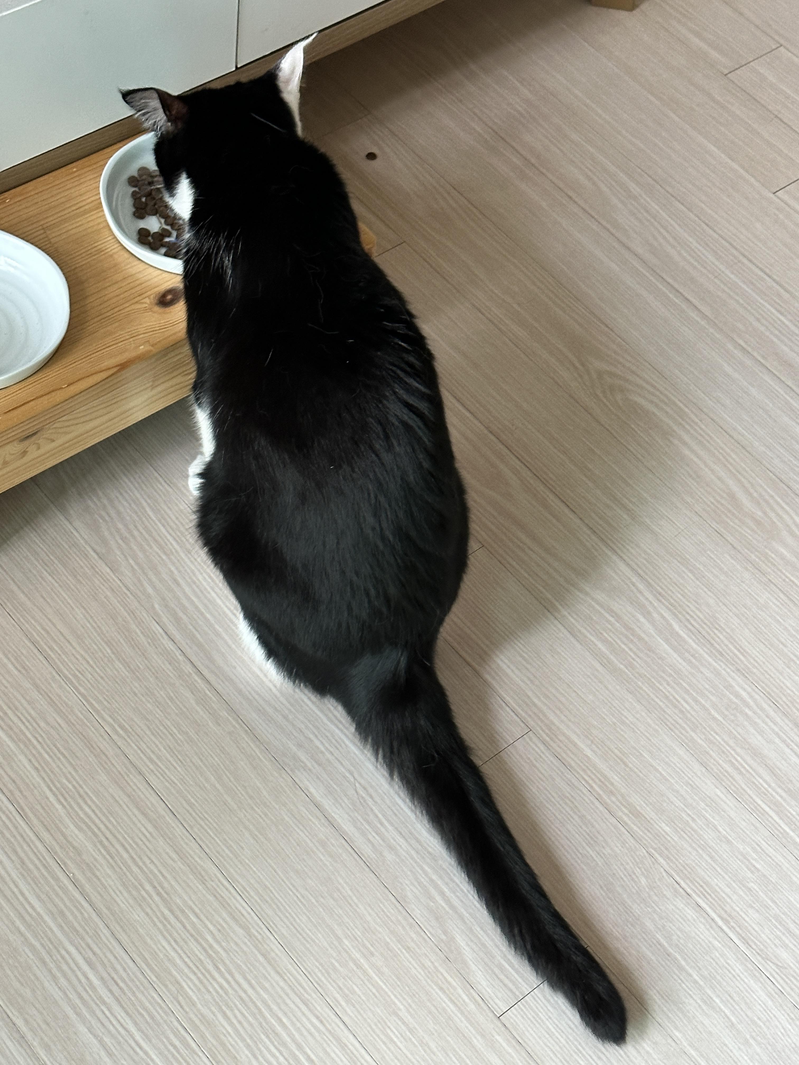 사료_먹고_있는_두리_뒷모습