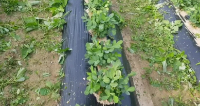 농약 제초제 종류 및 바스타 효과 및 사용방법