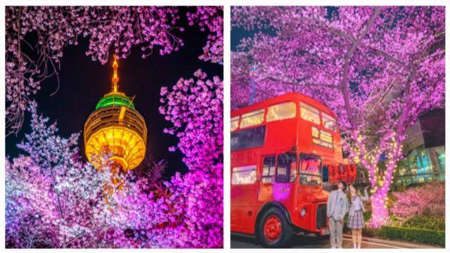 2024 벚꽃 개화 시기 및 축제 일정 안내
