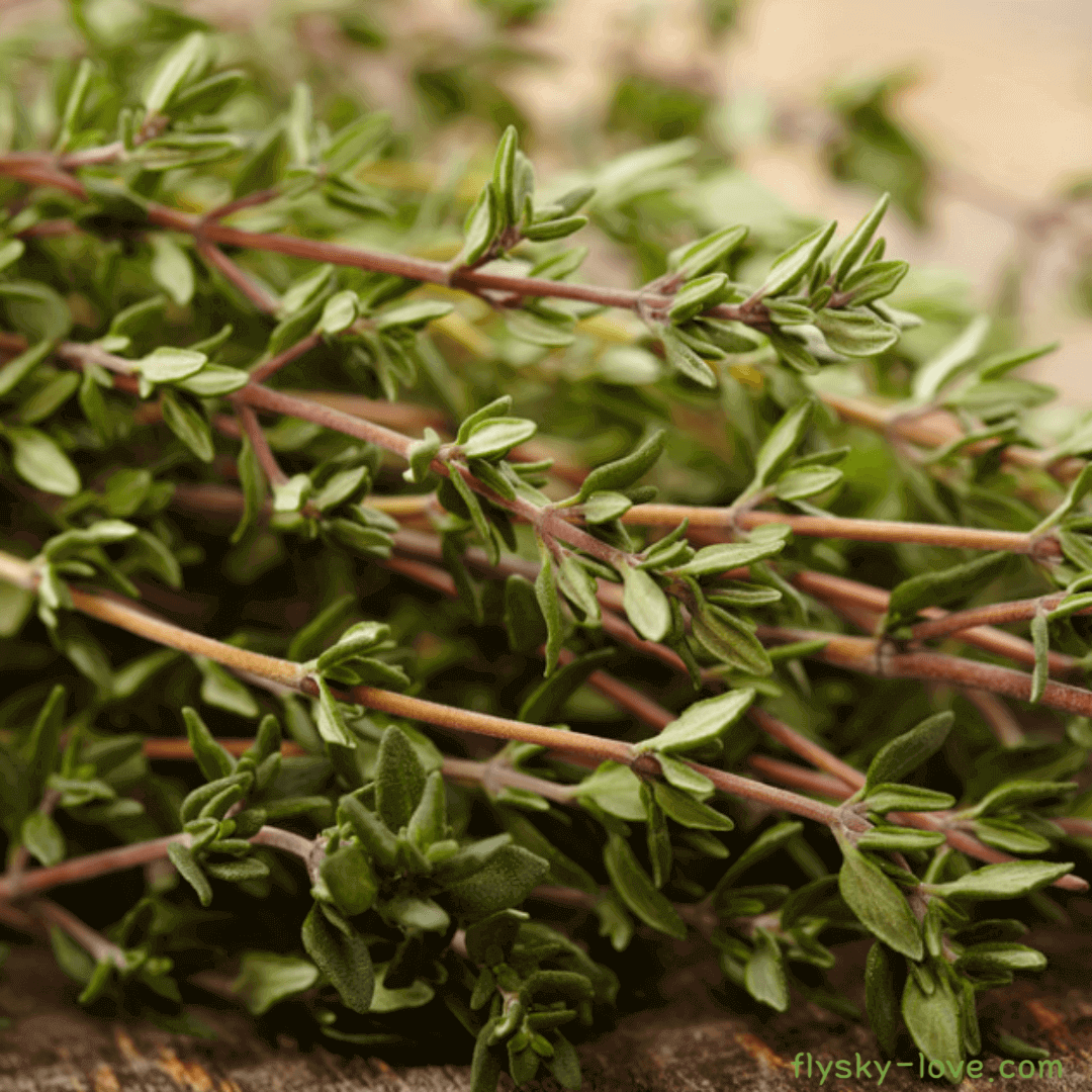 타임 (Thyme), 타임 에센셜 오일