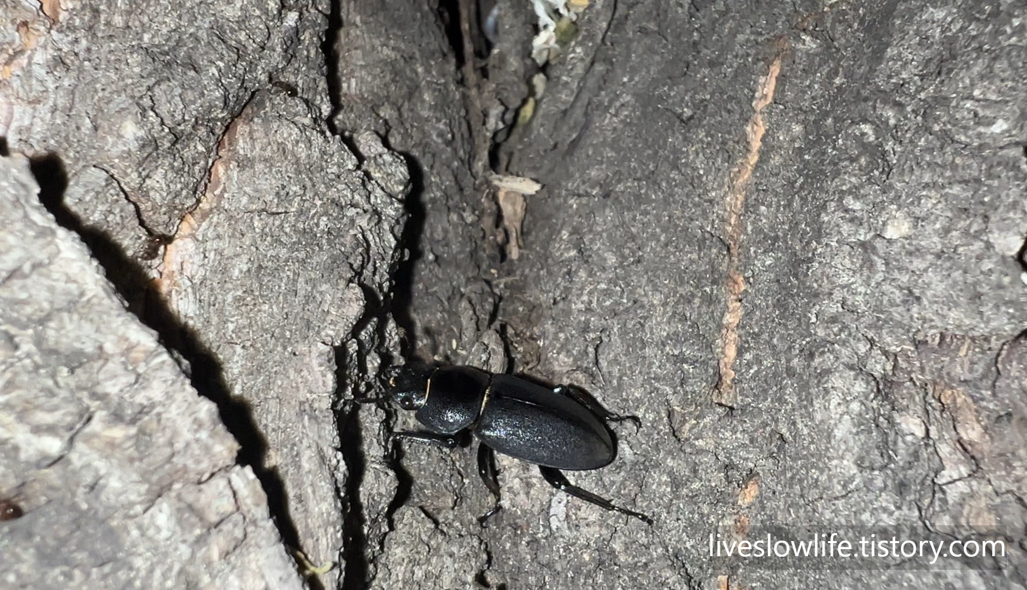 참나무 의 움푹 패인 곳 사이에 있는 애사슴벌레 암컷