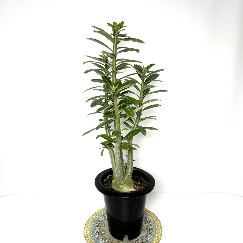 사막의장미 아데니움 크게 대품 키우기