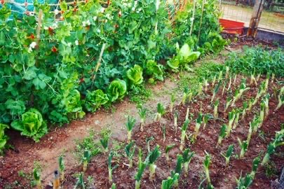 도시 속 옥상 텃밭 + 태양광 자급형 아파트 실험