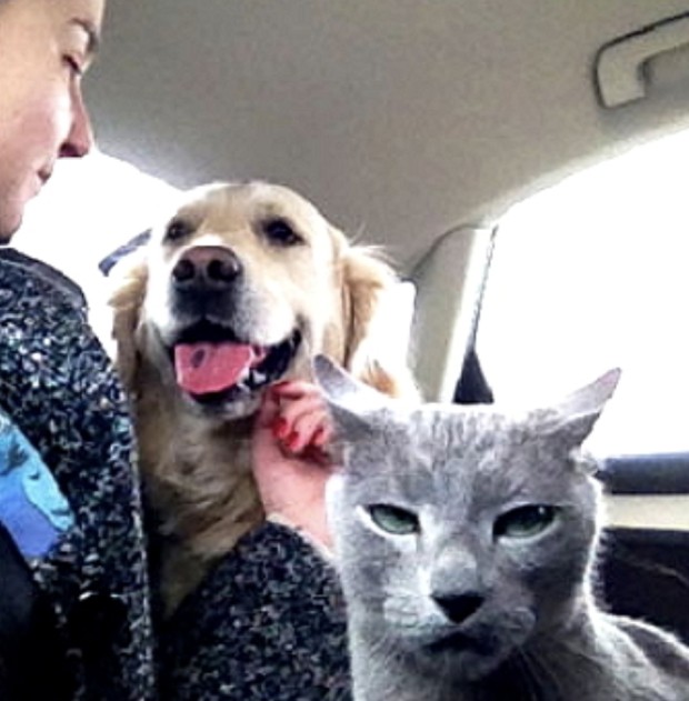 고양이 질투