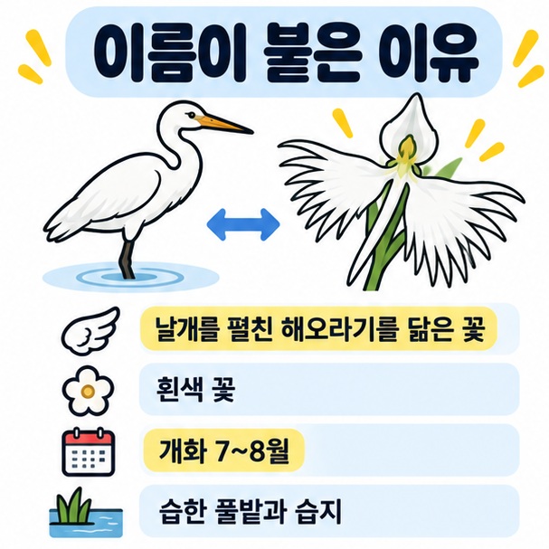 흰 입술꽃잎이 날개를 펼친 해오라기를 닮아 해오라비난초라는 이름이 붙은 이유와 7월에서 8월 개화 특징을 정리한 카드
