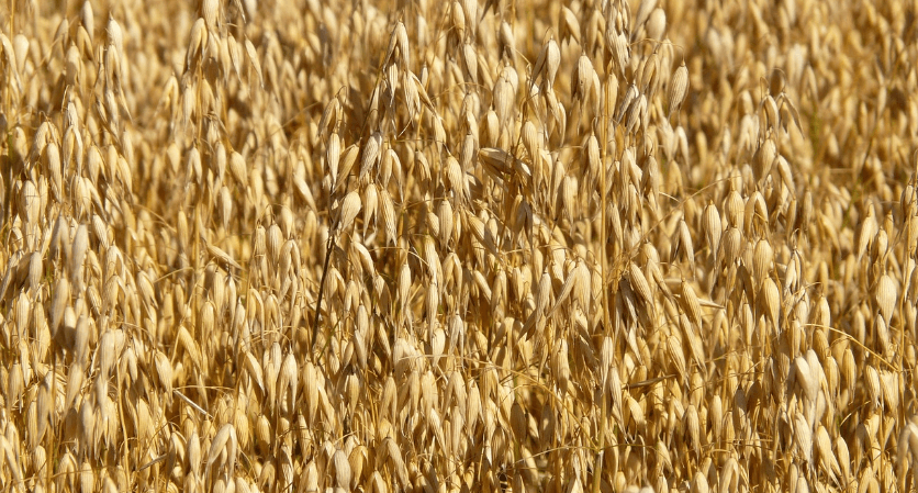 장 건강에 좋은 음식과 관련 된 사진 - 19