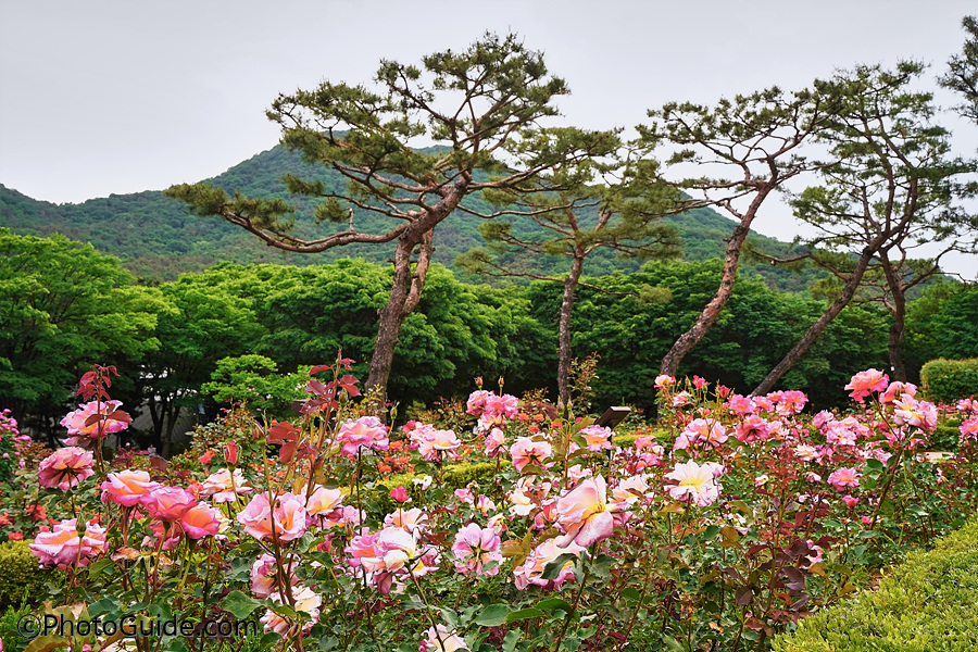 계양산장미원