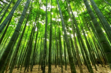 대나무 칫솔 구독 브랜드 ‘BamBrush’가 ESG 마케팅을 하는 법