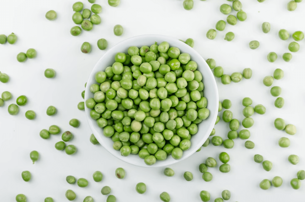 단백질이-풍부한-녹색-콩