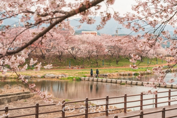 충청도 서산 해미천 벚꽃 명소 2024 벚꽃 명소 작년보다 빠른 벚꽃 개화 시기