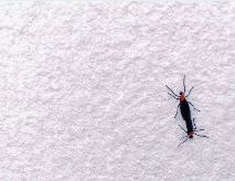 러브버그 퇴치방법10