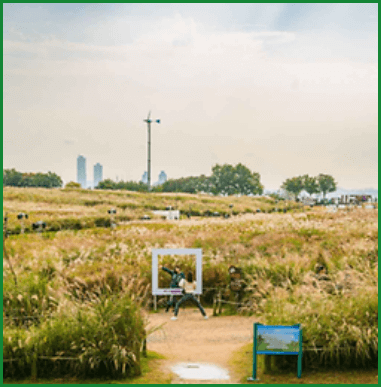 2024 서울 하늘공원 억새축제 행사 및 주차장 안내