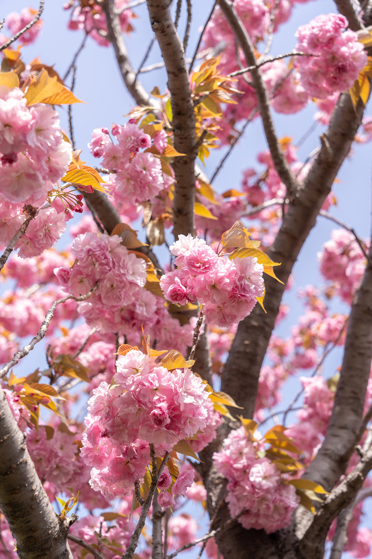 민주공원 입구 겹벚꽃
